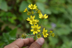Senecio wightii